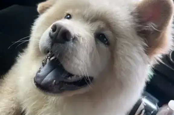 Lost Dog: Friendly White Cream Pup in OKC