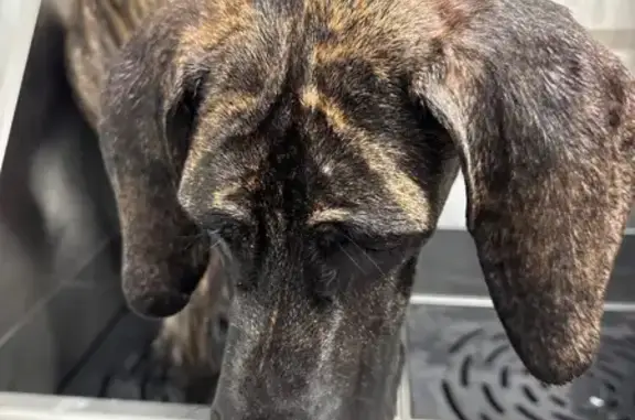 Lost Brindle Dog: Pink Collar Found!