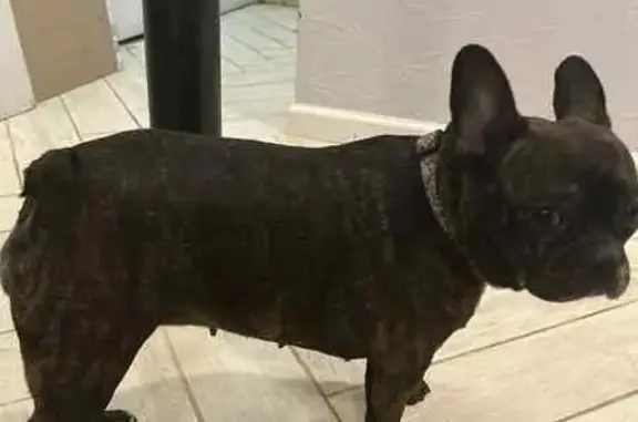Missing dog Cleveland, photo: Help Find Akina: Lost French Bulldog