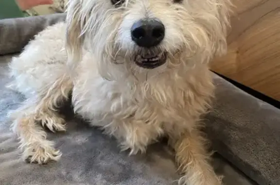 Found pets Littleton, photo: Found Blonde Dog on South Simms Way