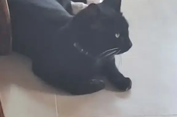 Gato con Collar Azul Perdido e...