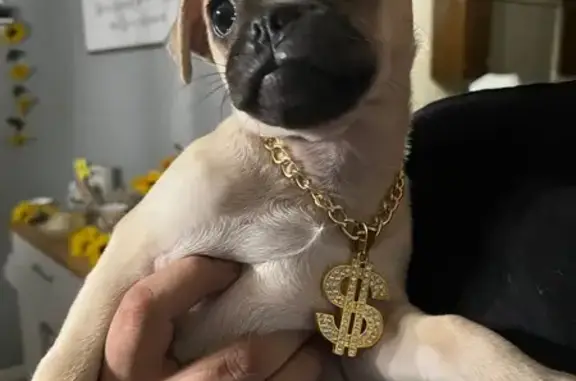 Lost Puppy: Help Find Firu in Glendale!