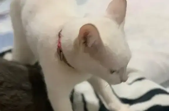 gato desaparecida