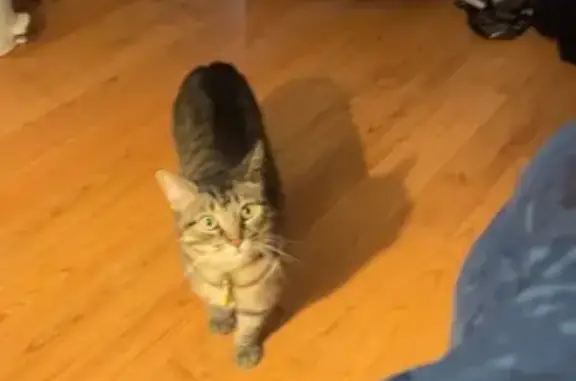 Lost Tabby with Distinctive Collar in Glendale