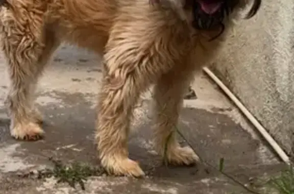 Perro Mayor Perdido: Manso y C...