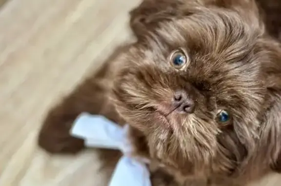 Búsqueda de mascotas, foto: ¡Ayuda! Cachorro perdido en Lomas Verdes