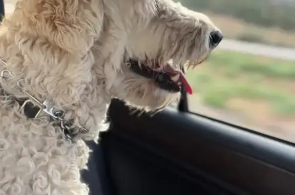 Missing dog San Diego, photo: Lost Dog in San Diego: Ludington Place