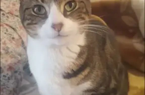 Lost Tabby Cat with Unique Markings