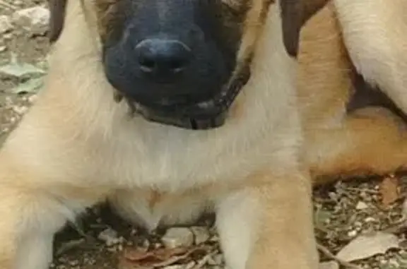 Chienne 2 mois perdue à Vacquiers - photo