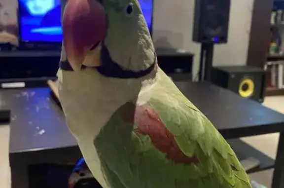 Lost Alexandrine Parakeet in N...