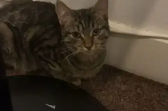 Lost 7-Month-Old Tabby Kitten on Holly Ln