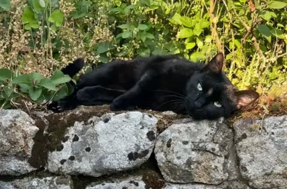 Animaux perdus Rennes, photo: Chat noir perdu, mince, yeux verts, Rennes