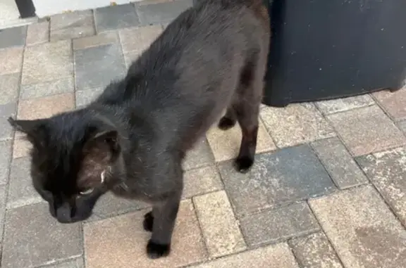 Chat noir européen câlin trouvé, cicatrice tête - photo