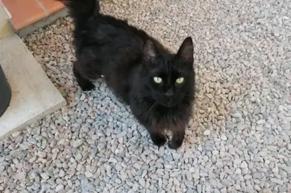 Animaux trouvés Le Muy, photo: Chat noir poil long trouvé au Muy