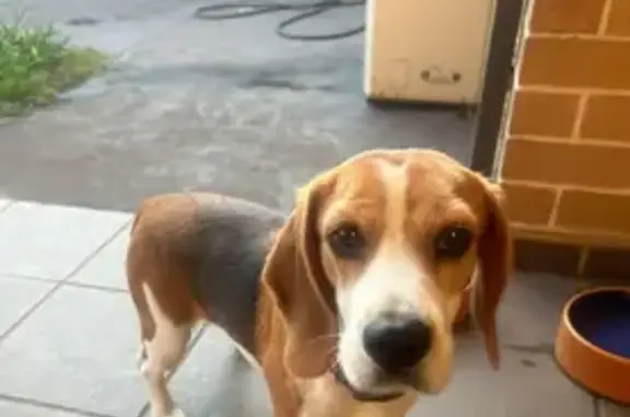 Lost Beagle: Shy, Fast, Needs Food