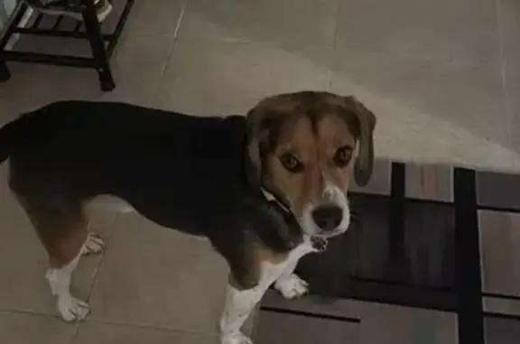 Beagle Perdido en Torredembarra: ¡Ayuda!
