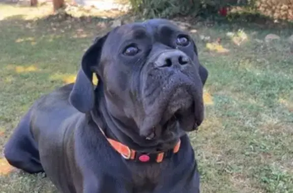Chienne noire perdue à Glisolles - photo