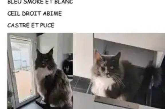 Animaux perdus , photo: Chat perdu, œil abîmé, Rue de la Chapelle