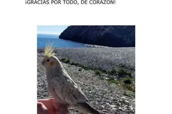 Ninfa Perdida: Ayuda a Encontrarla en Castell