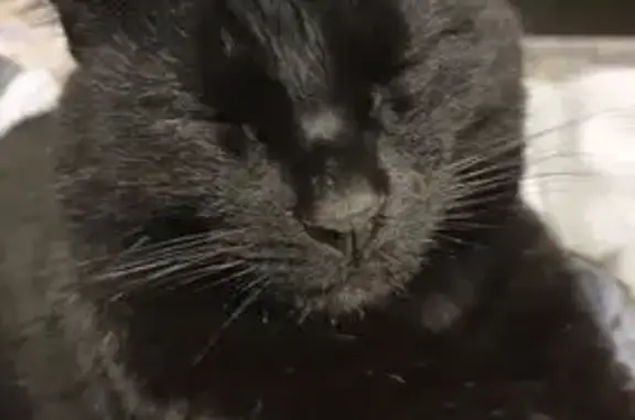 Lost Diabetic Cat: Help Find Mouse!