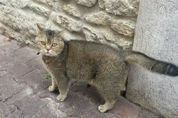 Chat perdu, Nouvelle-Aquitaine, photo: Chat Scottish Straight perdu à Fouras