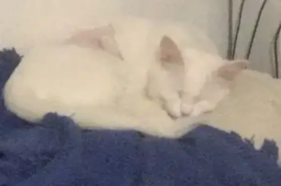 Se Busca: Gata Blanca Perdida en Bormujos