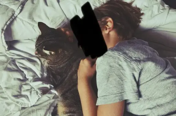 Chat perdue, peureuse, Lucbardez-et-Bargues - photo