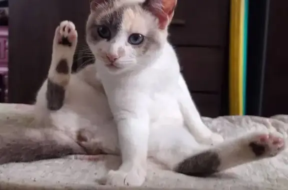 gato desaparecida