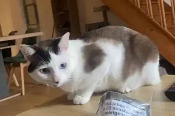 Chat perdu avec collier à Saint-Maixent - photo