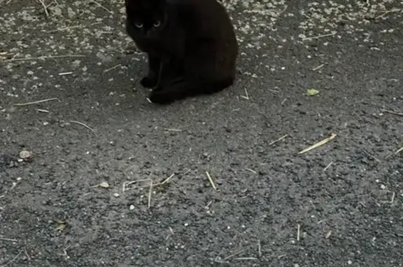 Animaux trouvés Polignac, photo: Chat trouvé : collier noir, câlin, Polignac