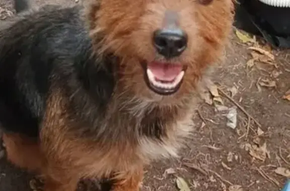 Chien perdu Kovou, noir/marron, collier bleu - photo
