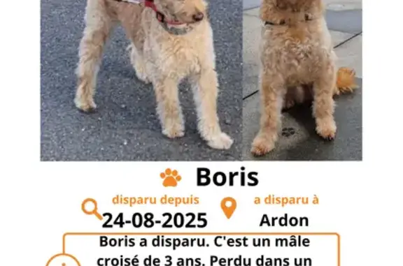 Animaux perdus , photo: Chien Boris perdu près d'Ardon (A71)