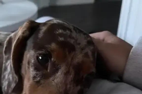 Missing dog , photo: Lost Dapple Dachshund in Fairfield - Reward!