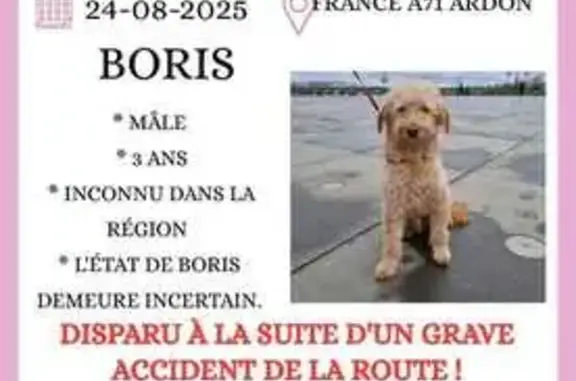 Animaux perdus , photo: Chien Boris perdu après accident sur l'A71