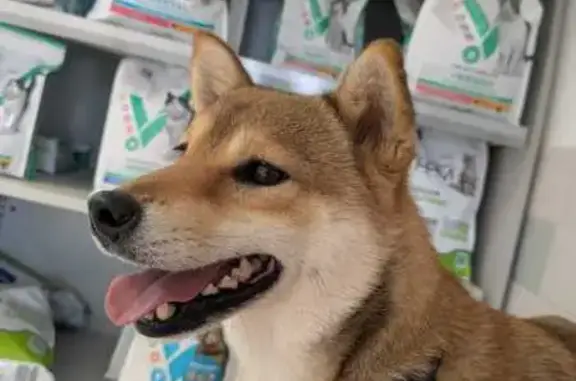 Chien perdu La Bâtie-Montgascon, photo : Shiba Inu fauve perdue à La Bâtie-Montgascon