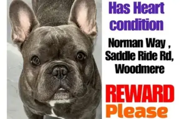 Lost Grey French Bulldog in Woodmere