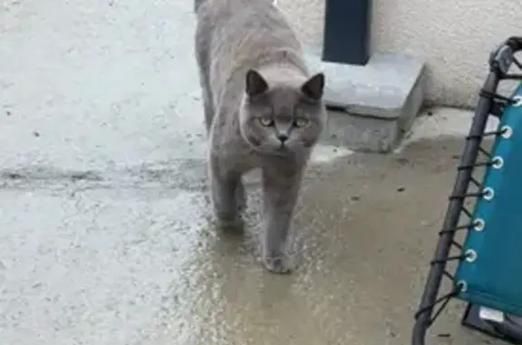 Chat British Shorthair gris perdu à Beaupréau - photo