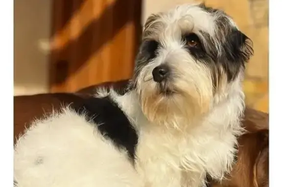¡Ayuda! Jack Russel perdido en Cambre