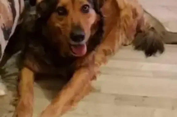 Chienne perdue à Cazaubon, contactez-moi - photo