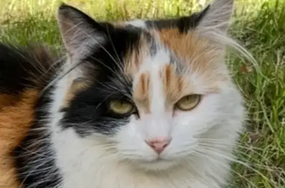 Chat perdu, Tourcoing, photo: Chatte tricolore sociable perdue à Tourcoing