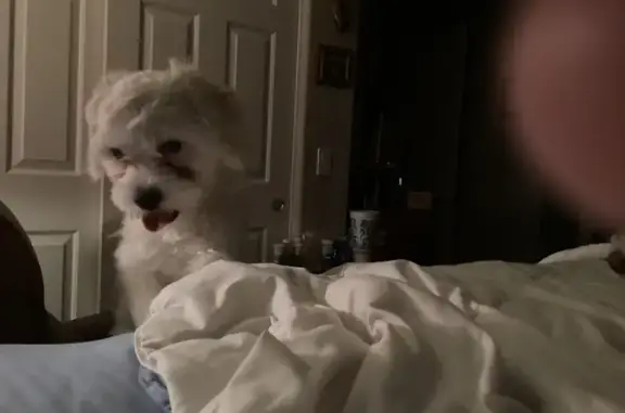 Found dog Surprise, photo: Found: Small White Dog in Surprise, AZ