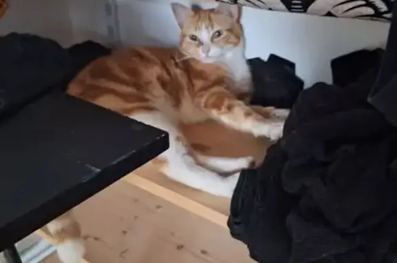 Animaux perdus Rezé, photo: Chat roux perdu à Rezé, rue Brossolette