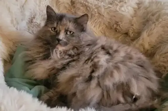 Chat perdu, Le Mans, photo: Chatte Écaille perdue, craintive, Le Mans