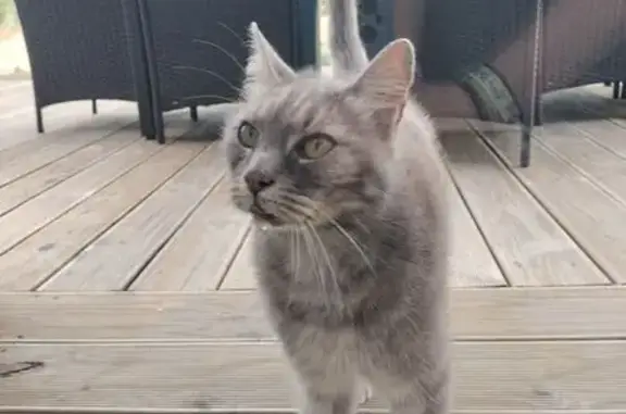 Chat gris clair trouvé à Bierné-les-Villages - photo