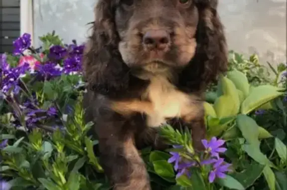 Chien perdu Vitry-sur-Orne, photo : Chien perdu : Edgard 6 mois, collier rouge
