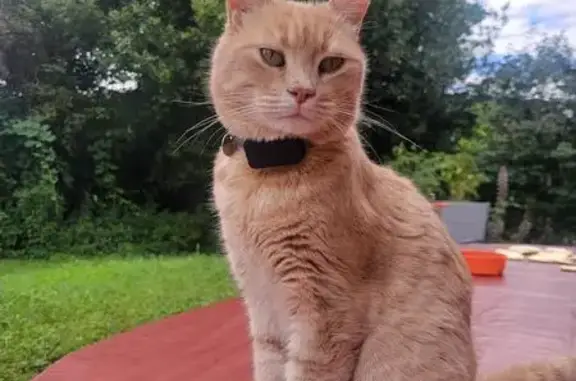 Chat beige clair perdu à Ornex - photo