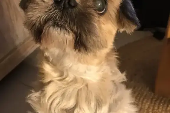Chien perdu à Septèmes-les-Vallons - photo