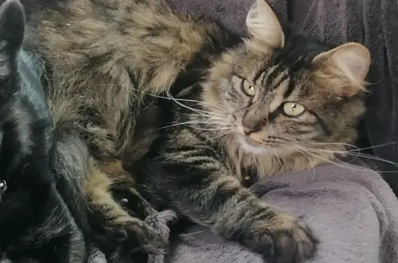 Chatte perdue à Stenay, collier rouge - photo