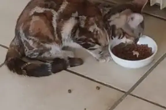 Chatte tricolore trouvée à Choisy-le-Roi - photo