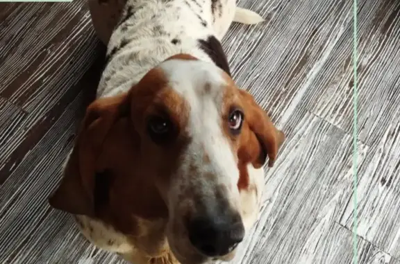 Chien perdu Nouvelle-Aquitaine, photo : Chienne Basset Hound perdue à Laglorieuse